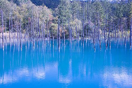 美瑛青い池